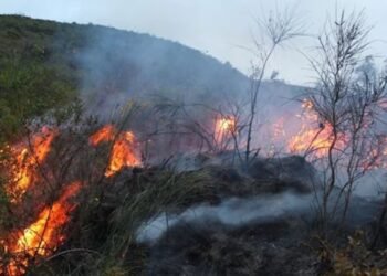 Forest fires multiplied by almost nine in two decades: the reasons and risks