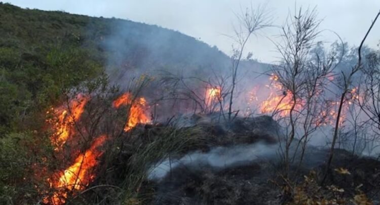 Forest fires multiplied by almost nine in two decades: the reasons and risks