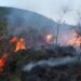 Forest fires multiplied by almost nine in two decades: the reasons and risks
