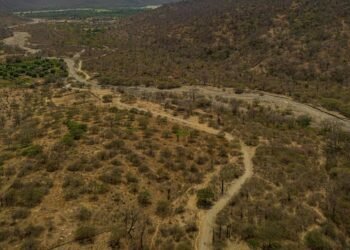 Más de 3 millones de hectáreas de bosque seco resisten en el norte: la lucha por recuperar un ecosistema degradado