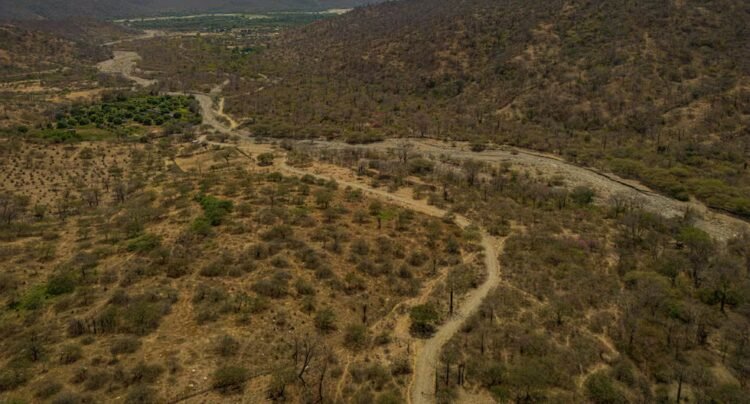Más de 3 millones de hectáreas de bosque seco resisten en el norte: la lucha por recuperar un ecosistema degradado