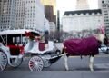 New York City set to end horse-drawn carriages under law named after Indian tourist