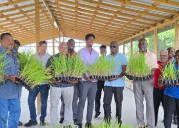 Feed project to help livestock farmers prepare for drought