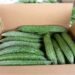 REVIEW — The price of a lax government: how Suriname loses its vegetable exports – de Ware Tijd