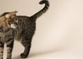 Cat experts agree: “Those who arrive with their tails raised come with a spirit of peace and it is an unmistakable sign of trust, but not all felines are like that” | tdpe