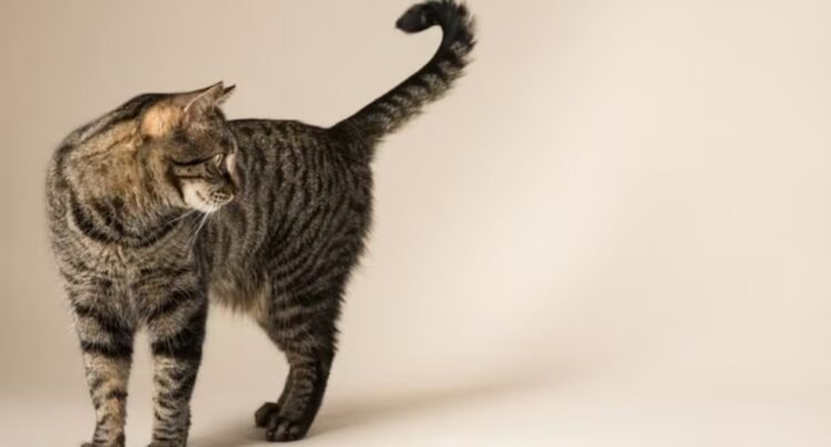 Cat experts agree: “Those who arrive with their tails raised come with a spirit of peace and it is an unmistakable sign of trust, but not all felines are like that” | tdpe