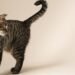 Cat experts agree: “Those who arrive with their tails raised come with a spirit of peace and it is an unmistakable sign of trust, but not all felines are like that” | tdpe