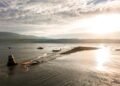 Low water level in Lake Zurich reveals new island