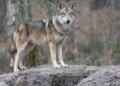 Permits for wolf culling rise sharply in Switzerland