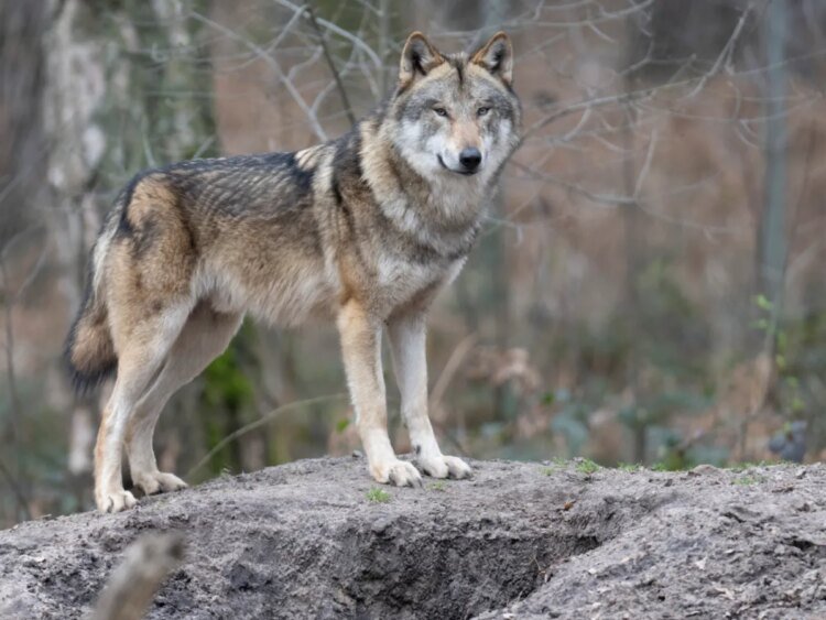 Permits for wolf culling rise sharply in Switzerland