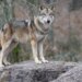 Permits for wolf culling rise sharply in Switzerland