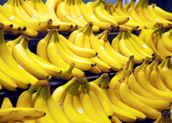 Towards providing bananas produced in the state of Blida in local markets at reasonable prices