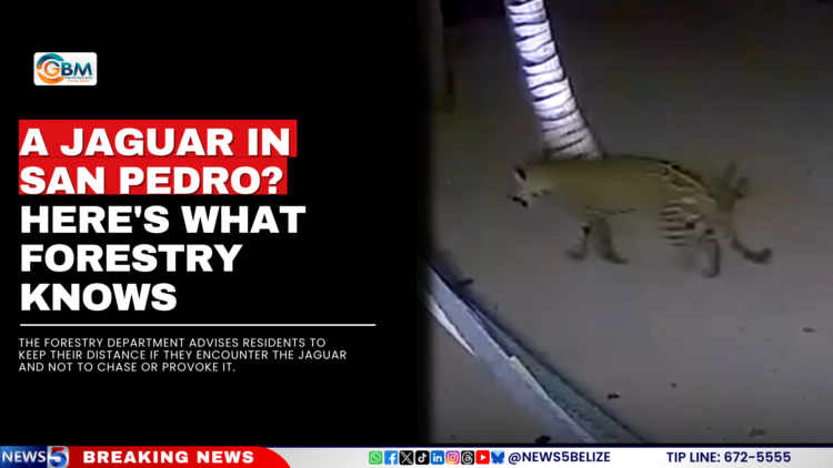 A Jaguar in San Pedro? Here’s What Forestry Knows