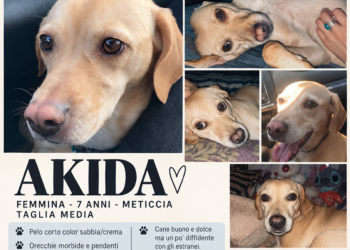 San Marino, missing Akida: appeal to find the 7-year-old dog
