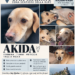 San Marino, missing Akida: appeal to find the 7-year-old dog