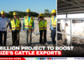 $3 Million Project to Boost Belize’s Cattle Exports