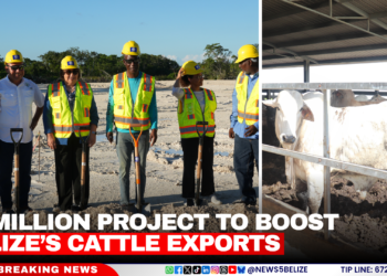 $3 Million Project to Boost Belize’s Cattle Exports