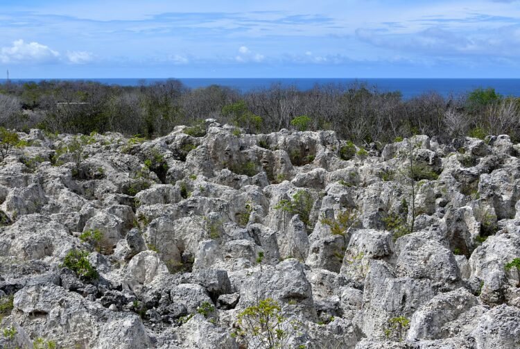 The island where birds built mountains