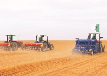 Targeting the cultivation of 2,090 hectares of dry legumes in Setif – Shorouk Online