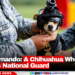 Meet Comando: A Chihuahua Who Joined Mexico’s National Guard