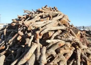 for a month; Permission was granted to transport firewood from Khost