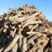 for a month; Permission was granted to transport firewood from Khost