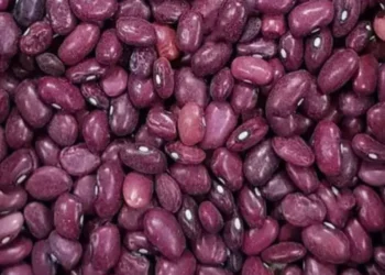 Nearly 1,500 metric tons of beans have been collected in Panjsher
