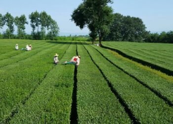 Iran’s dry tea production grows 23% to 26,500 tons