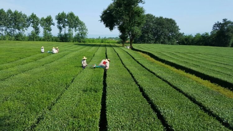 Iran’s dry tea production grows 23% to 26,500 tons