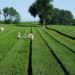Iran’s dry tea production grows 23% to 26,500 tons