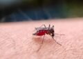 PAHO urges Caribbean countries to prepare for possible rise in Dengue and Chikungunya cases