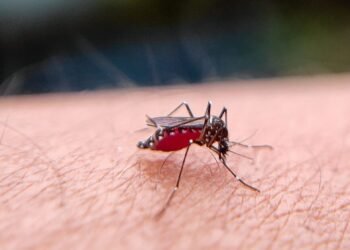 PAHO urges Caribbean countries to prepare for possible rise in Dengue and Chikungunya cases