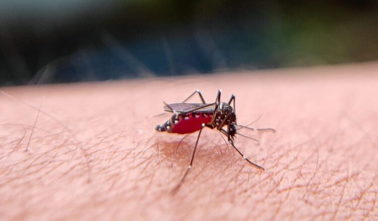 PAHO urges Caribbean countries to prepare for possible rise in Dengue and Chikungunya cases