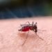 PAHO urges Caribbean countries to prepare for possible rise in Dengue and Chikungunya cases