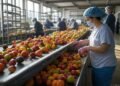 Russia leads Azerbaijan’s fruit, vegetable exports with 83.1% in 8 months