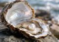 Azerbaijan adopts pearl standard to improve market transparency