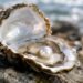 Azerbaijan adopts pearl standard to improve market transparency
