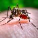 Hawaii reports 8th case of travel-related dengue this year
