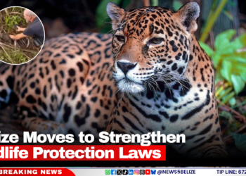 Belize Moves to Strengthen Wildlife Protection Laws