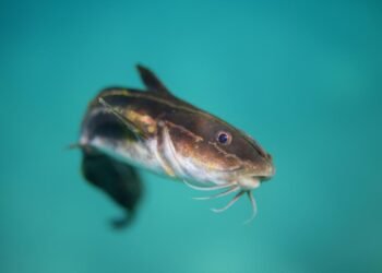 Scientists unearth new instance of ‘contagious cancer’ in animals