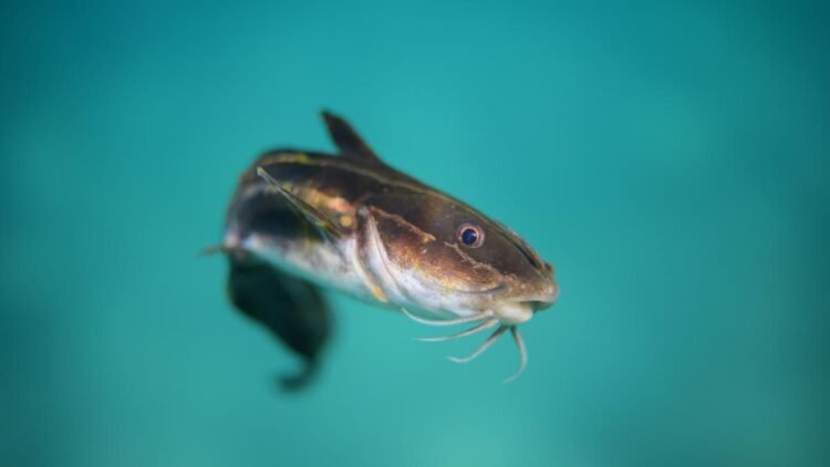 Scientists unearth new instance of ‘contagious cancer’ in animals