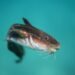 Scientists unearth new instance of ‘contagious cancer’ in animals