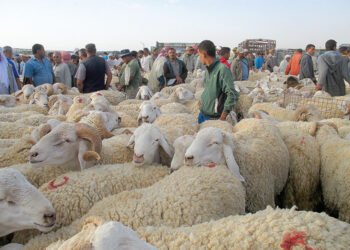 Livestock markets are closed in this state – Al-Shorouk Online