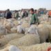 Livestock markets are closed in this state – Al-Shorouk Online