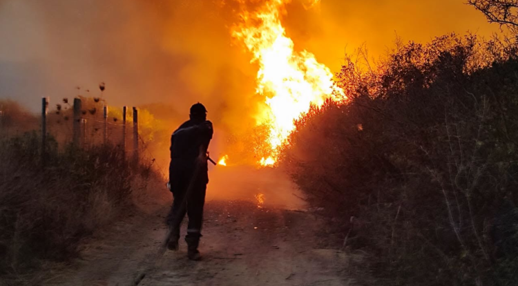 Confessions, blackmail, and money.. This is how the plan to burn forests in Algeria was revealed – Al-Shorouk Online
